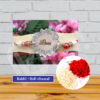rakshabandhan combo 8